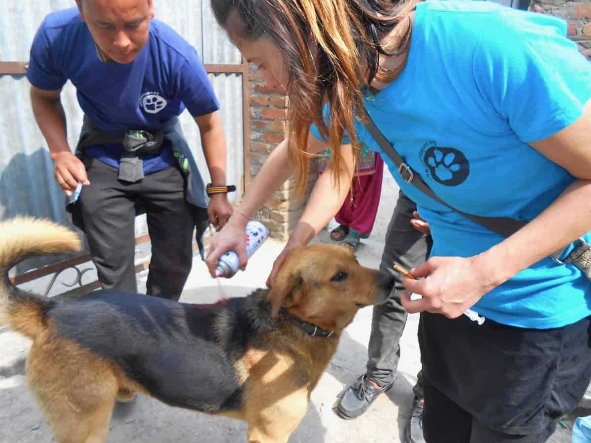 Chance for Nepal - Rabies Appeal Charity