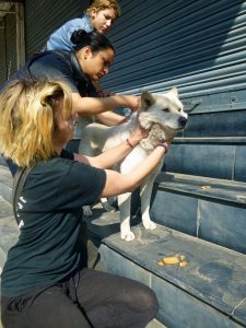 Street Dog Care Nepal