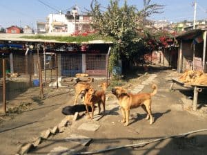 Z-N0.-6-Street-Dog-Care-e1490346921224-300x224