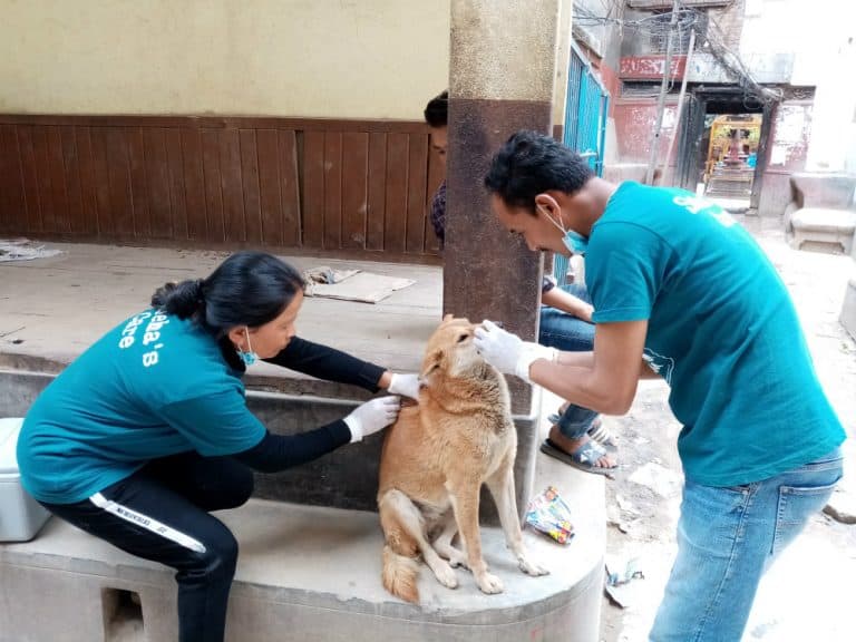 SNEHAs CARE ANTI-RABIES VACCINATIONS APRIL 2019 - Lead Photo