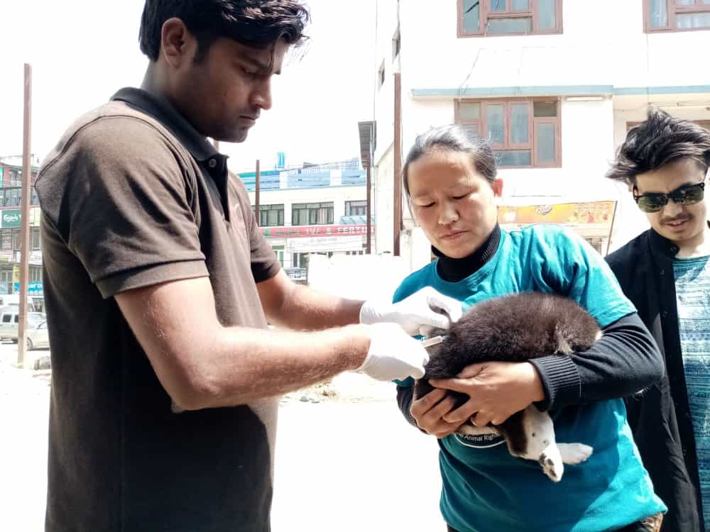 SNEHAs CARE ANTI-RABIES VACCINATIONS APRIL 2019 - Photo 1