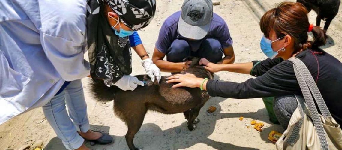 Rabies Vaccination 2 - Chance for Nepal