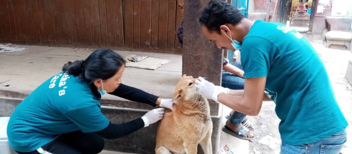SNEHAs CARE ANTI-RABIES VACCINATIONS APRIL 2019 - Lead Photo